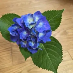 アジサイ 深い深いブルー 挿し穂 - メルカリ