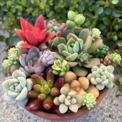 ＊多肉植物 寄せ植えセット＊