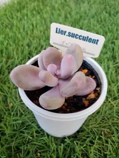 sato様 リクエスト 3点 まとめ商品