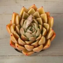 hikaru様 リクエスト 3点 まとめ商品