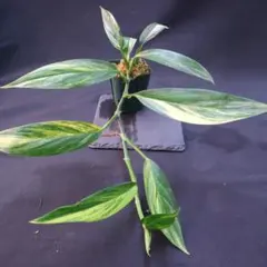 あ*ら様 【希少】Bucephalandra Goliath Silver 水上 - メルカリ