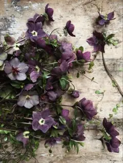 しなもん様　オーダーページ