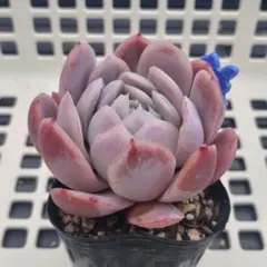 プロフ必読❣️MRmama様 リクエスト 2点 まとめ商品