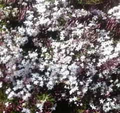 根付き苗木［JH142］素敵な香りの可愛いお花がたくさん咲くハゴロモジャスミン