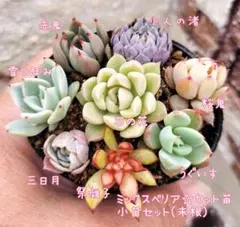 桜鬼、赤鬼入り☆カット苗小苗セット(未根)お楽しみオマケ付き☆