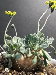 Winking Owl様 リクエスト 3点 まとめ商品