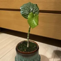 2026年最新】フィカスウンベラータの人気アイテム - メルカリ