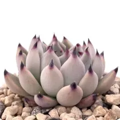 2026年最新】リンゼアナ×ざわわの人気アイテム - メルカリ