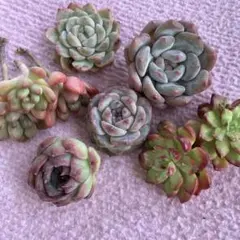 多肉植物　エケベリア　韓国苗　6種類　寄せ植え用セット