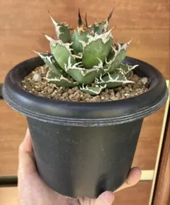 2025年最新】アガベ シーザーの人気アイテム - メルカリ