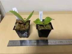 2026年最新】veitchii wild vpの人気アイテム - メルカリ