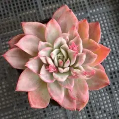 yamabico ☆様 リクエスト 3点 まとめ商品