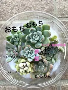 韓国苗　100苗セット　カット苗　【メルカリ便発送】多肉植物　詰め合わせ 韓国苗 100苗セット カット苗 【メルカリ便発送】多肉植物