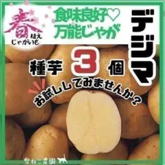 2026年最新】インカのめざめ 種芋の人気アイテム - メルカリ