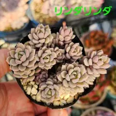 愛夢…emu♡ᐝ様 リクエスト 2点 まとめ商品