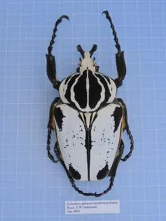 極BIG】カタモンゴライアスオオツノハナムグ 81mm程♂ Goliath標本