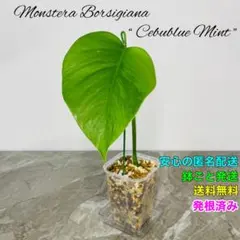 2025年最新】セブブルーの人気アイテム - メルカリ