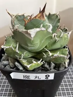 2025年最新】アガベ 魔丸の人気アイテム - メルカリ