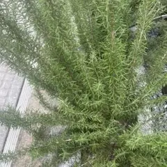 やまちゃん様 リクエスト 3点 まとめ商品