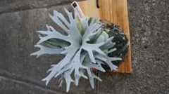 2025年最新】ビカクシダ ウィリンキー ドワーフの人気アイテム - メルカリ