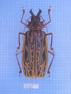 標本 野外品石垣島チャイロマルバネクワガタ♀ - メルカリ