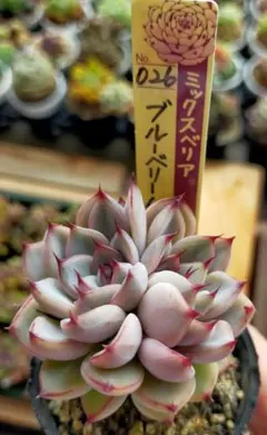 多肉植物 ミックスベリア ブルーベリームーン札付きポットごと発送