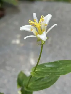 ホトトギス秋月　苗1ポット　野草　お茶花のサムネイル