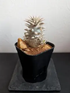 2026年最新】デンシカウレの人気アイテム - メルカリ