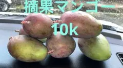 摘果マンゴー大きめ15k前後箱こみ - メルカリ