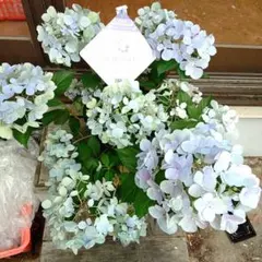紫陽花　ラグランジア　クリスタルヴェール2のサムネイル
