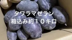タワラマゼラン 新じゃが　箱込み約10キロ タワラマゼラン 新じゃが 箱込み約10キロ - メルカリ
