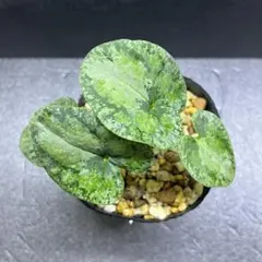 2026年最新】品種名：カンアオイ その他観葉植物の人気アイテム - メルカリ