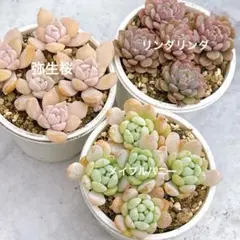多肉植物 リンダリンダ メイプルハニーカット苗 メルカリ便 - メルカリ