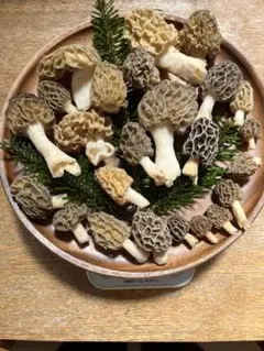 ✅本州四国はクール便送料無料✅新鮮　天然アミガサタケ1kg ⭕️お得品 ✓本州四国はクール便送料無料✓天然アミガサタケ モリーユ250g ③