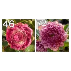 ♡いより♡★プロフ必読お願いします★、ソレイユを含む クリスマスローズ苗 2025年最新】ソレイユ クリスマスローズの人気アイテム - メルカリ