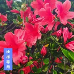 アリミノコアミー　リペアティブHDシャンプー、ヘアマスク、トリートメントオイル コアミー リペアティブ シャンプー HD | 株式会社アリミノ