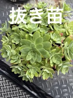 多肉植物 セダム シャングリラ錦 白覆輪斑 美苗 発根管理中(微発根