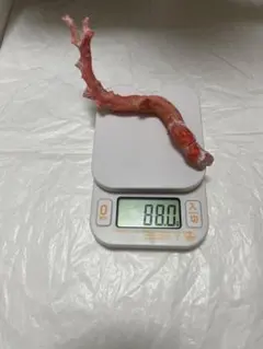 白珊瑚 原木 置物 サンゴ 鳥羽産 珊瑚 美しい 大きい ホワイト