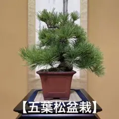 2026年最新】那須五葉松の人気アイテム - メルカリ