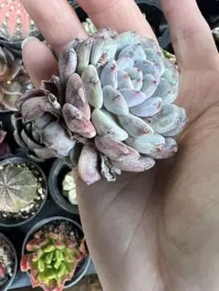 多肉植物 カット苗 ピュアラブ 純愛 6cm鉢 - メルカリ