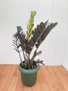 黒葉がカッコいい‼︎ ザミオカルカス レイヴン 6号鉢 観葉植物 - メルカリ