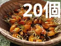 クチナシの実　20個のサムネイル
