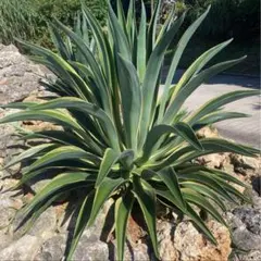 アガベ オルカ 20260424 アガベ・オバティフォリア（オルカ）｜（芽）-004｜ agave