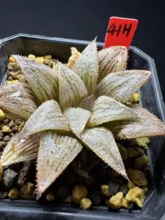 29h 多肉植物 ハオルチア 実生苗 自家繁殖 鉢植え発送 - メルカリ