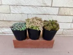 多肉植物・セダムセット2