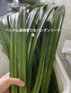 生パンダンリーフの葉小さめ30枚＋レモングラス5本オマケ 2026年最新】パンダンリーフの人気アイテム - メルカリ