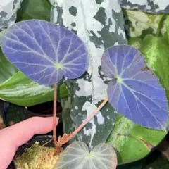Begonia rockii 原種 ベゴニア ロッキー 極青株 青ベゴニア - メルカリ