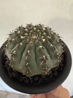 2025年最新】黒刺鳳頭の人気アイテム - メルカリ