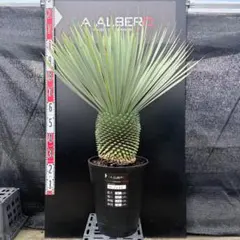 ユッカロストラータ 145苗 鉢のまま発送 - メルカリ
