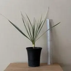 ユッカ ロストラータ　【実生】Yucca 1本　観葉植物　ドライガーデンのサムネイル